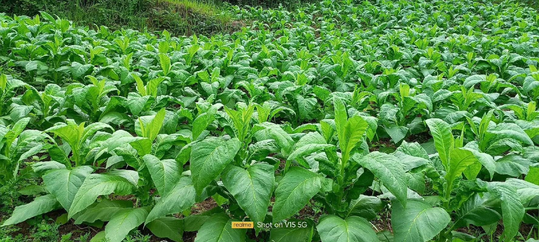 烤煙種植技術與田間管理 繁忙時節更要下地“抖一抖”